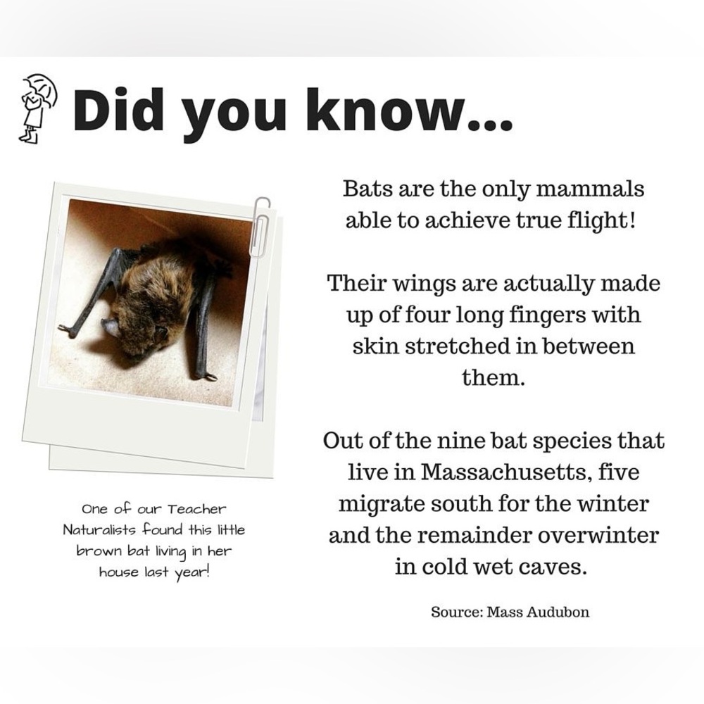 $3 HALLOWEEN PIN/BROOCH. ENAMEL/METAL. NEW. $3 WITH ANY $10 ORDER OR MORE - Picture 13 of 16